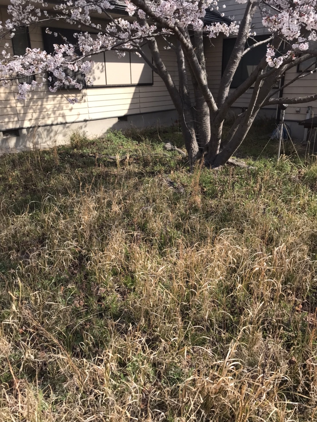 [画像]施工前の庭 (雑草が多い)