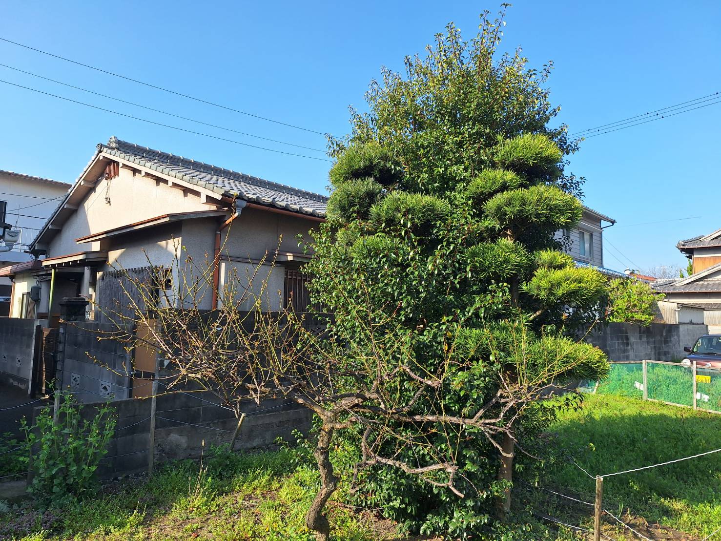 [画像]施工前の庭 (庭木が伸び放題)