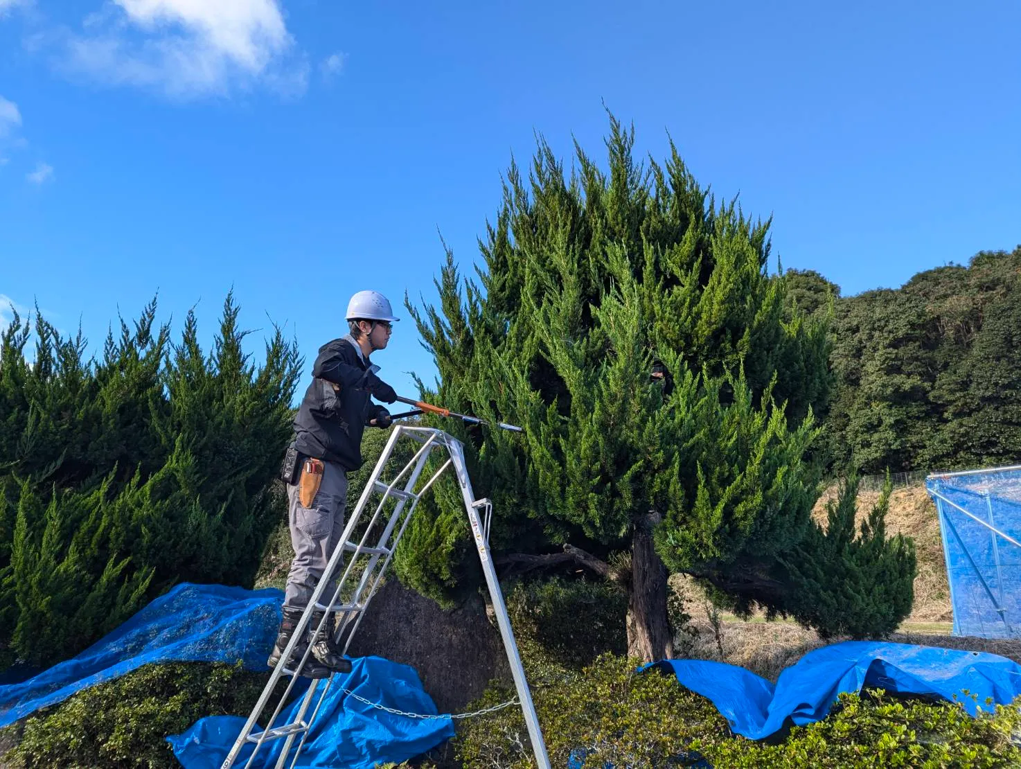 高松市で庭木の剪定を行う職人|高所作業も対応